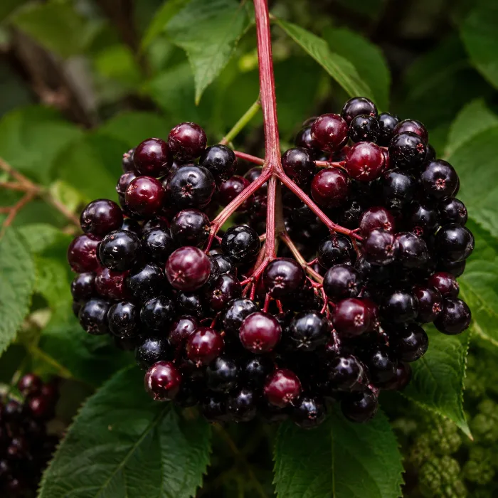 Elderberry cluster