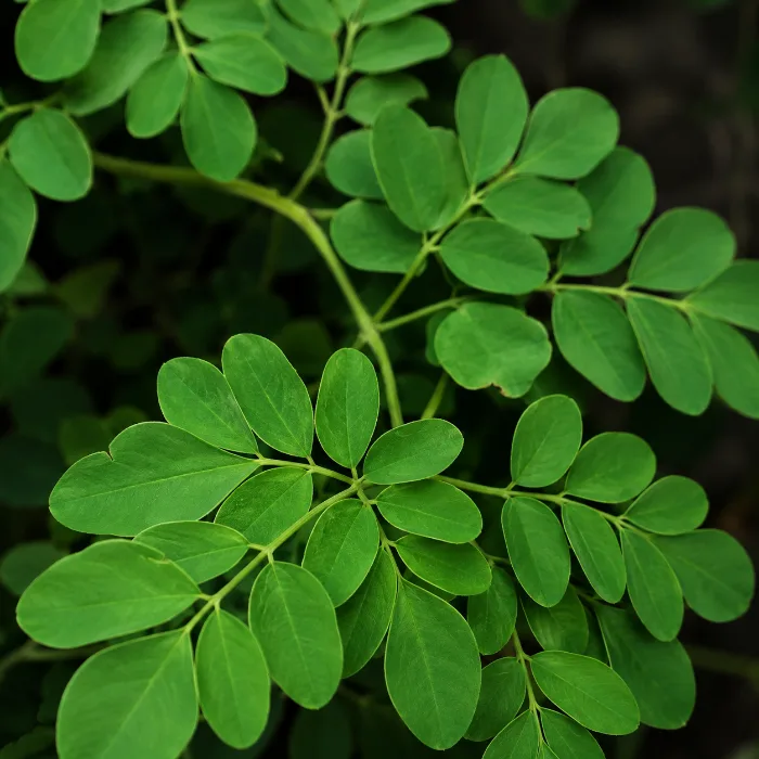 Moringa leaves